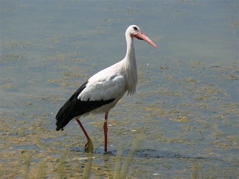 Oiseau Cigogne Des Oiseaux Photo Gratuite Sur Pixabay Pixabay