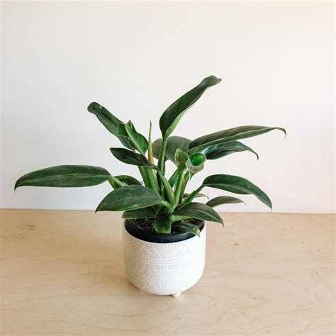 Philodendron Millions Vi Plant Shop