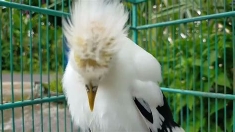 Dengarkan Suara Burung Jalak Putih Gacor Full Isian Mantap Buat