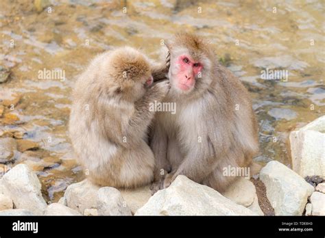 Japanese Snow Monkey Macaque In Hot Spring Onsen Jigokudani Monkey Park Nakano Japan Stock