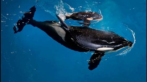 SeaWorld debuts new educational orca show, replacing former ...