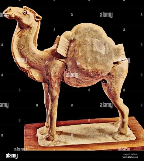 Long Haired Camel