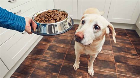 Le Migliori Crocchette Per Cani Secondo Altroconsumo Il Top Per I