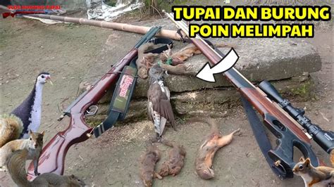 Berburu Hama Tupai Dan Burung Di Spot Sawit Dan Kebun Karet Point