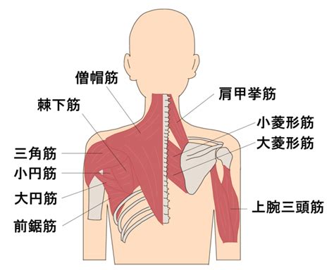 肩甲骨に付着している筋肉 解剖図 1 静岡市清水区の静岡リハビリセンター整形疾患専門ページ