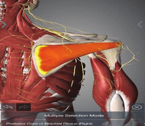 Screenshot of infraspinatus muscle and scapula bone, with the nervous ...