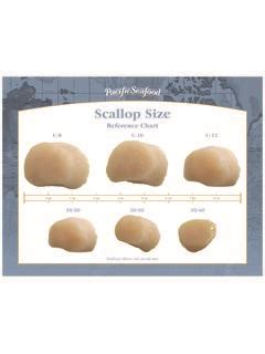 Scallop Size - Pacific Seafood / scallop-size-pacific-seafood.pdf / PDF4PRO