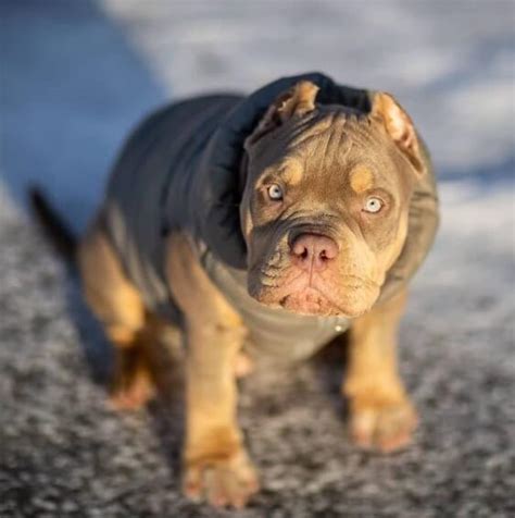 77 American Bully Dog Names - The Dogman