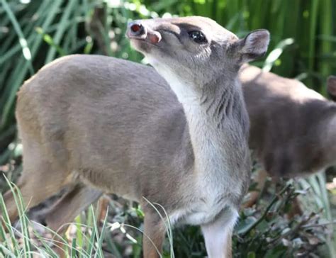 16 Types of Antelope: Species, Habitats, Diets