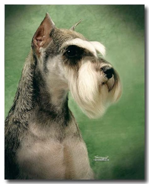 Pin By Schnauzers On Schnauzers Rule Miniature Schnauzer