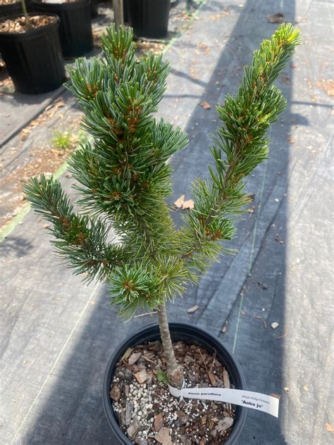 Pinus Parviflora Aoba Jo Maple Ridge Nursery