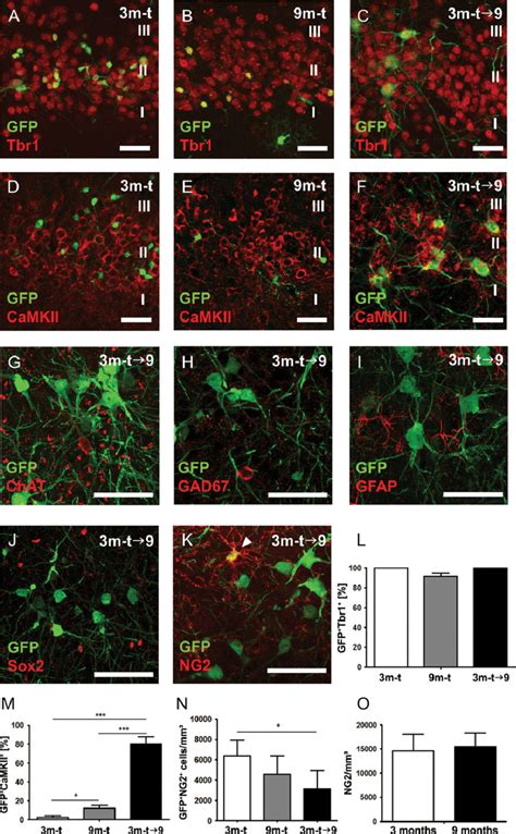 Fate Of Gfp Cells A C Virtually All Gfp Expressing Cells In Layer