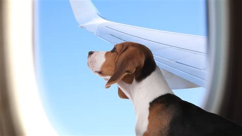 Which US Airlines Allow Dogs & Should More Airlines Allow Dogs On Flights?