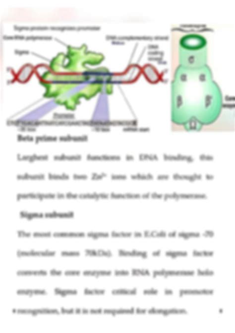 SOLUTION Transcription In Prokaryotic Cell Studypool