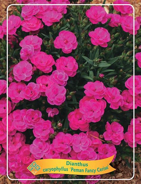 Dianthus Chinensis MIX Plant Wholesale FlorAccess