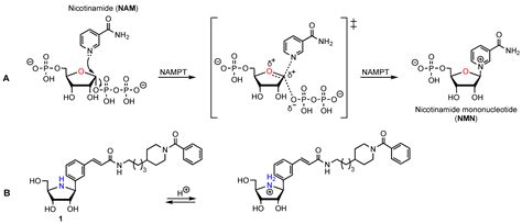 Pharmaceutics | Free Full-Text | Iminosugar-Based Nicotinamide ...