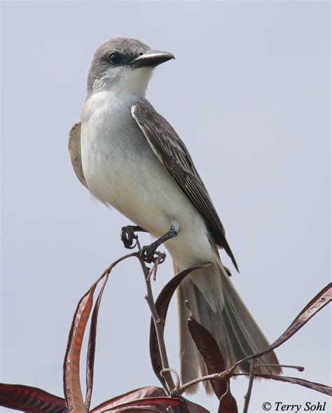 Gray Kingbird Photos - Photographs - Pictures