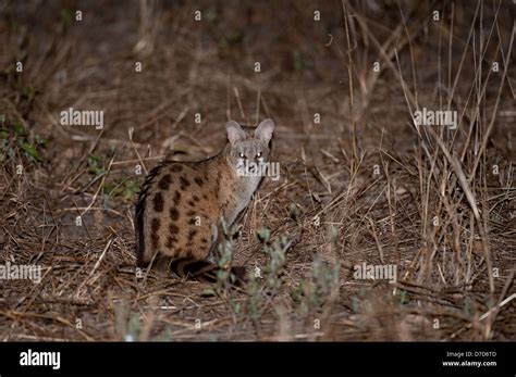 Large Spotted Genet Genetta Tigrina Niassa Game Reserve Mozambique