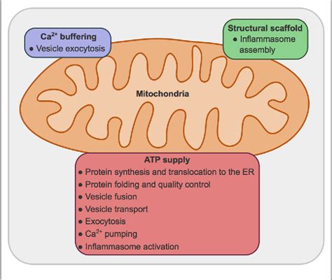 Figure 1 From Mitochondrial Bioenergetics And Dynamics In Secretion