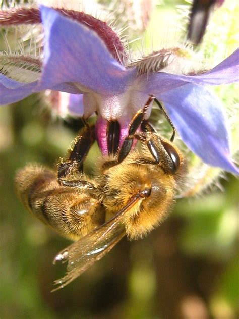 Bee Apis Mellifera Flor Foto Gratis En Pixabay Pixabay