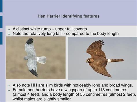 Hen Harrier Species Id And Behavior Ppt Download