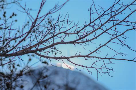 Free Images Landscape Tree Nature Branch Mountain Snow Cold