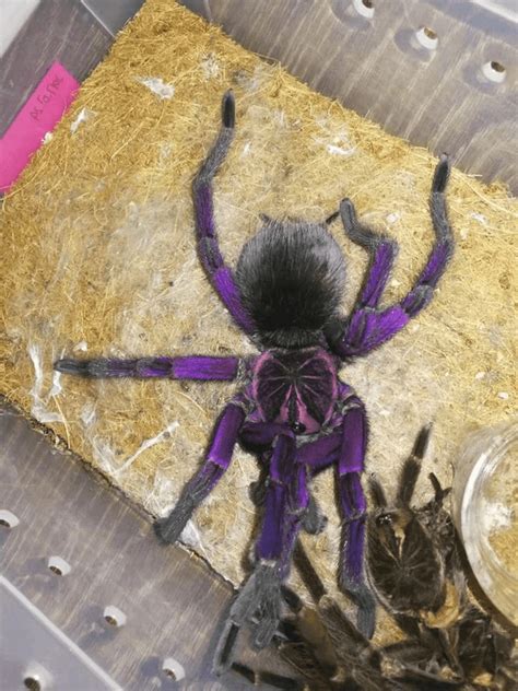 Pamphobeteus Nigricolor For Sale Happyforeststore