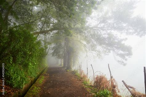 Levada walk through laurel forest on Madeira island, Portugal Stock Photo | Adobe Stock