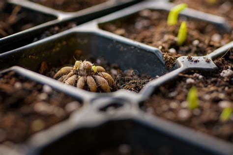 Ranunculus Asiaticus Or Persian Buttercup Sprouting Ranunculus Corms