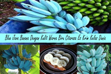 Blue Java Banana Pisang Unik Dengan Kulit Warna Biru Citarasa Es Krim