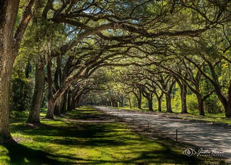 Tree Tunnel, Wormsloe Savannah GA, [OC] [2560 x 1709] : r/EarthPorn