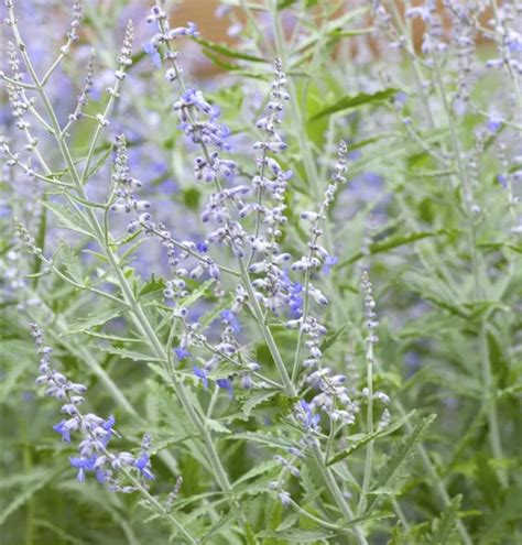 Blauraute Lacey Blue Perovskia Atriplicifolia Lacey Blue