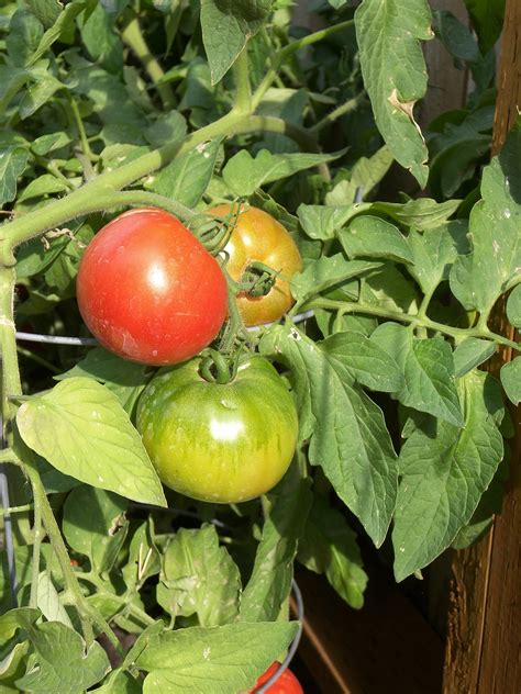 Tomate Garten Lebensmittel Kostenloses Foto Auf Pixabay Pixabay