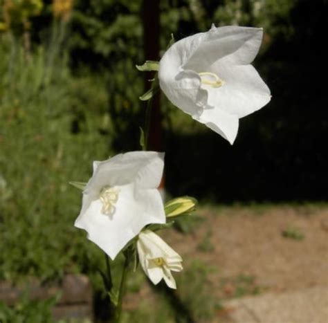 Hohe Glockenblume Grandiflora Alba XL Blütenstauden STARKL Der