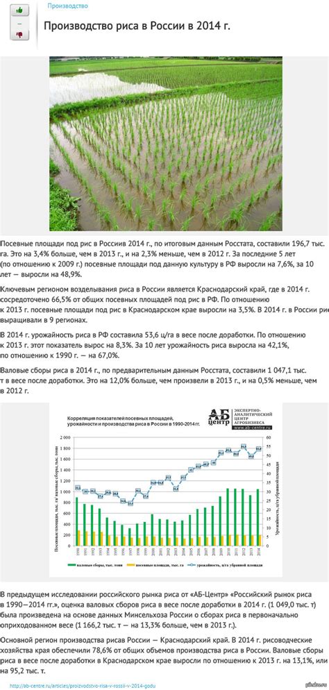 Производство риса в России в 2014 г. | Пикабу