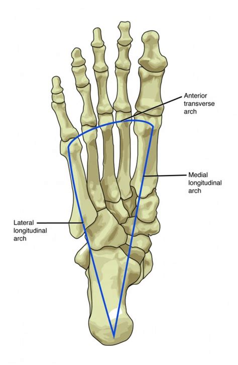 Arches Of Foot Anatomy