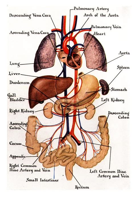 Body Insides Diagram Body Insides Diagram