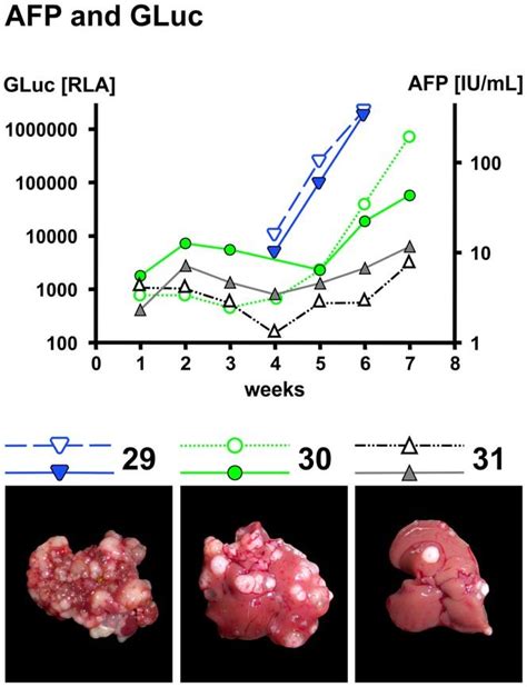 Afp And Gluc Levels In Relation To Tumor Size Serumafp And Gluc Weekly Download Scientific