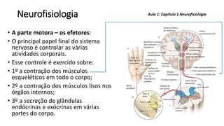 Aula1 Organização Morfofuncional do Corpo Humano Neuroanatomia e