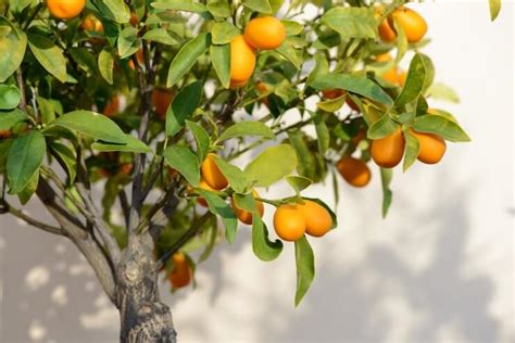 Fertilizing Kumquat Trees Archives Food Gardening Network