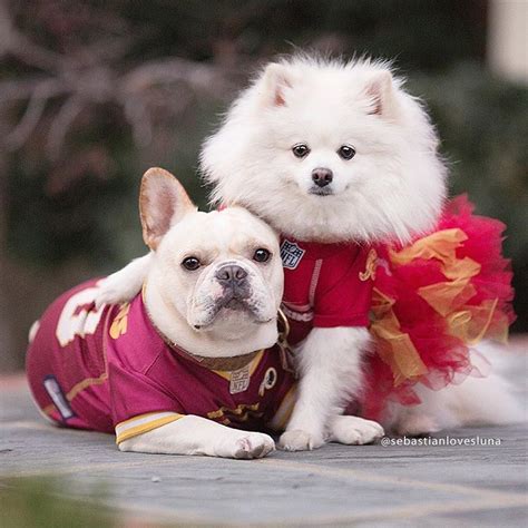 Esta Pareja De Perros Comparte Su Amor En Instagram