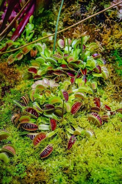 Im Genes De Ecosistemas Plantas Carnivoras Descarga Gratuita En Freepik