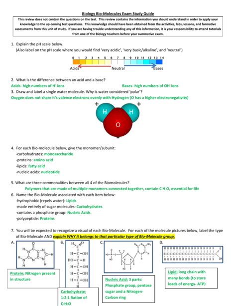 Biomolecules Worksheet With Answers Pdf