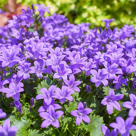 Campanula Portenschlagiana Clockwise Blue Leafwise