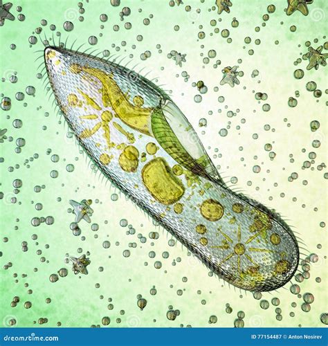 Micro Caudatum Biológico Do Paramecium Do Organismo Ilustração Stock Ilustração De Biologia