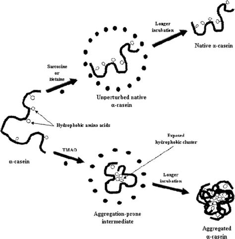 Trimethylamine N Oxide Abolishes The Chaperone Activity Of Casein An