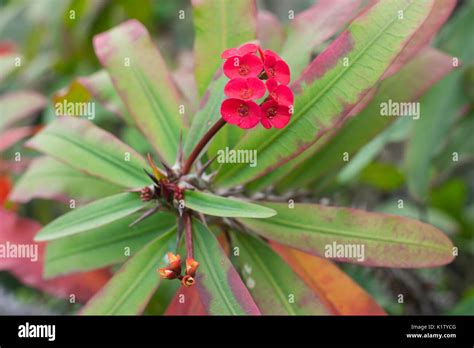 Las Flores Rojas De La Euphorbia Milii Var Splendens Nombres Comunes