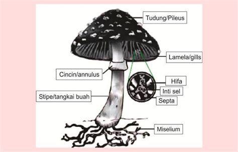 Materi Ciri Ciri Dan Klasifikasi Jamur Mapel Biologi Kelas Sma Ma The