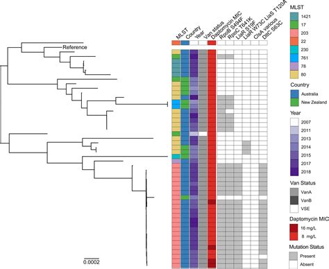 Frontiers Daptomycin Resistance Occurs Predominantly In Vana Type Vancomycin Resistant