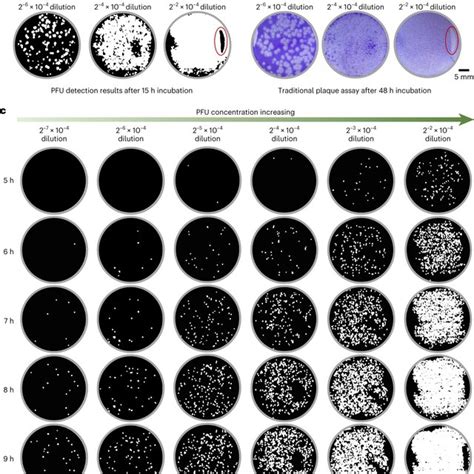 Performance Of The Stain Free Viral Plaque Assay As A Function Of The